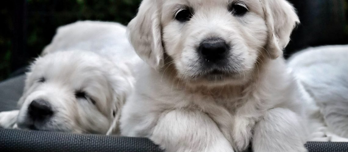 Pup-16
